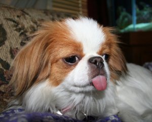 Japanese Chin Dog Breed Pictures 01